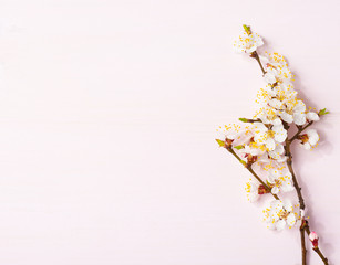  Light pink wooden background with flowering apricot branches.