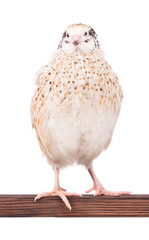 Cute adult quail