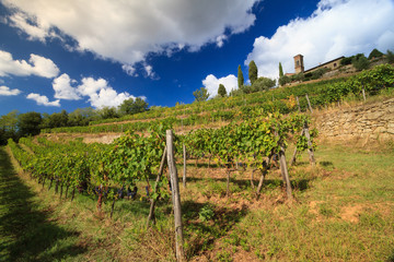 Fototapeta na wymiar Chianti vineyard landscape in autumn with church, cypresses, clouds and grapes, Tuscany, Italy