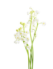Fototapeta na wymiar Few sprigs of Lily of the Valley isolated on white background.