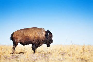 American bison walking across a prairie landscape