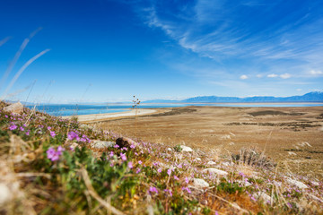 Sparse vegetation on lakeside of Great Salt Lake © Sergey Novikov
