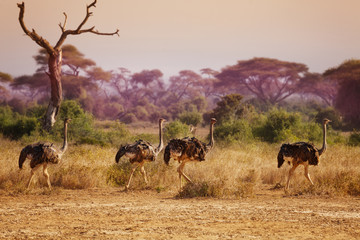 Herd of female ostriches in grassland