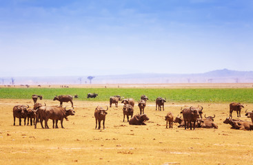 Naklejka na ściany i meble Big herd of buffalos at Kenyan savannah