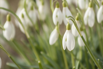 Galanthus nivalis (snowdrop or common snowdrop)