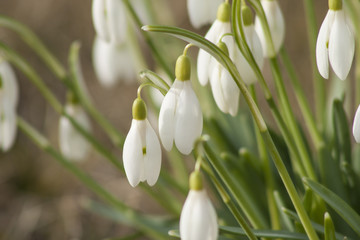 Galanthus nivalis (snowdrop or common snowdrop)