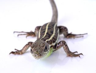 Bearded dragon (agama lizard) eating zophobas worm over white