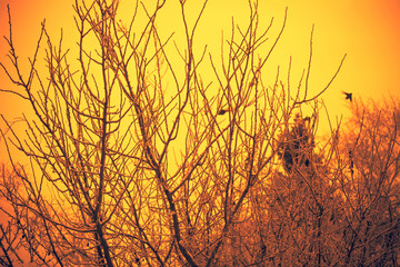 Trees in Winter Filtered