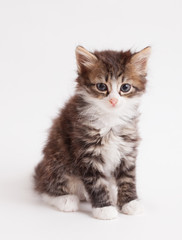 Fototapeta premium little fluffy brown kitten