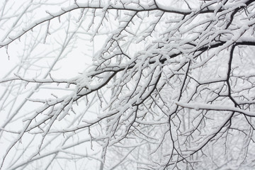 Snowy branches of a tree without leaves.