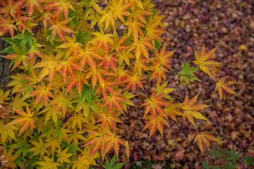 Beautiful autumn color change in Eikando temple, Kyoto, Japan.
