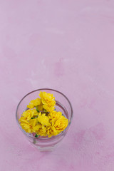 Yellow flowers in a glass on a pink background