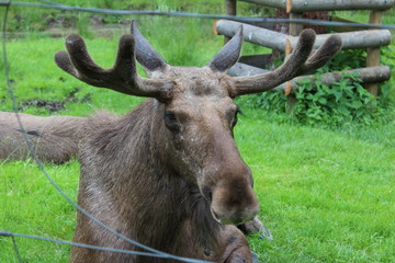 Deer - Grünau - Austria