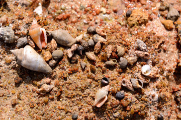 seashells close-up nature background