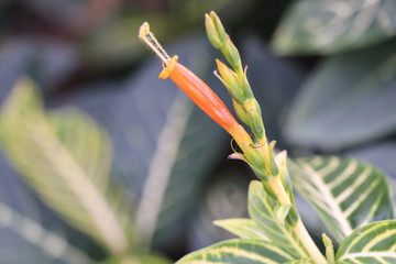 Zebra plant or Sanchezia speciosa Leonard,Yellow Sanchezia