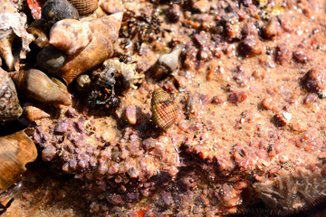 seashells close-up nature background