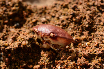 Crab carapace