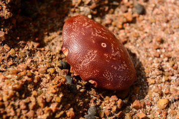 Crab carapace