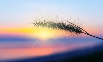 Spikelet at sunset