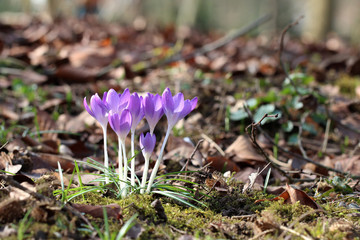 Crocuses / A group of crocuses in the grass