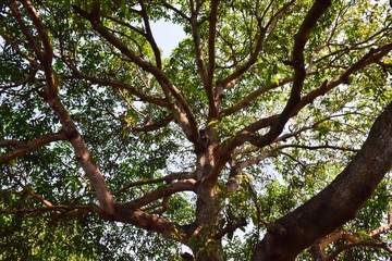Fototapeta premium The tree has a big trunk with branches and green leaf with warm sunlight in Thailand