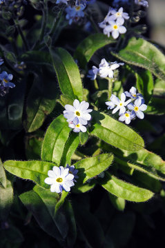 Multiple petals myosotis flowers