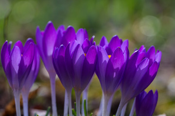 Crocuses / A group of crocuses in the grass