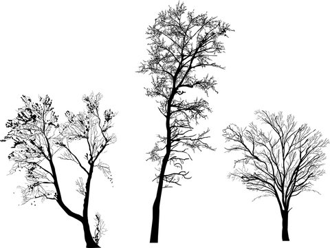  small three bare isolated tree black silhouettes