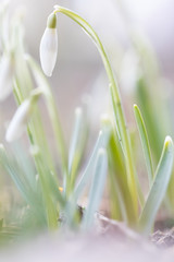 little closed snowdrops on spring morning, detail, high key