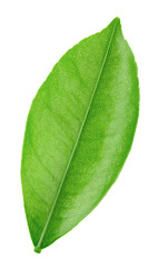 Fototapeta premium Citrus leaf isolated on a white