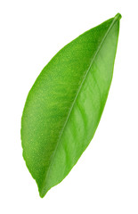 Obraz premium Citrus leaf isolated on a white
