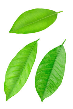 Citrus leaf isolated on a white