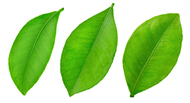 Citrus leaf isolated on a white