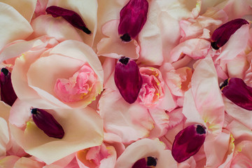 Abstract background of petals of roses of different colors