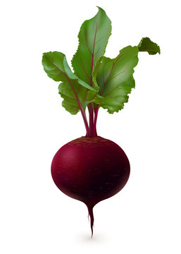 Single Realistic Beet Root With Leaves (mangold) On White Background. Vertical Vector Illustration.