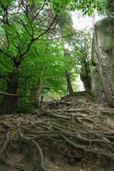 Czarnorzecko-Strzyzowski Park Krajobrazowy, Rezerwat Przadki.