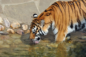 Fototapeta na wymiar Siberian tiger at the watering