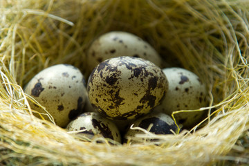 Naklejka na ściany i meble quail eggs are in the nest
