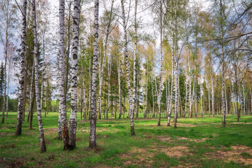 Park with birch trees and green grass