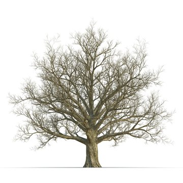 Winter old maple tree isolated on white. 3D illustration