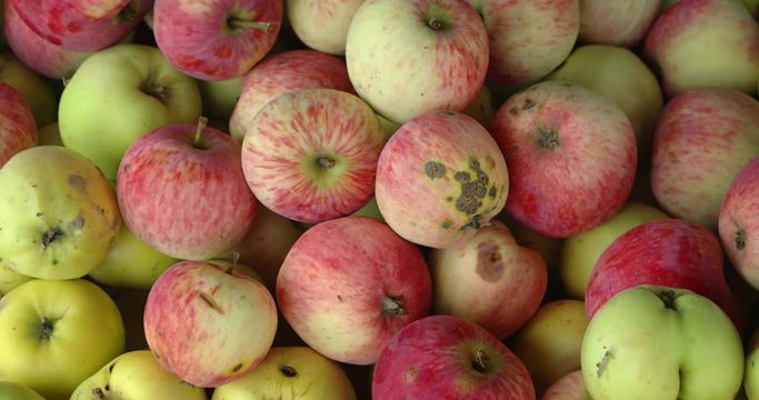 Organic Apples Displayed for Sale at an Asian Market. 4k footage