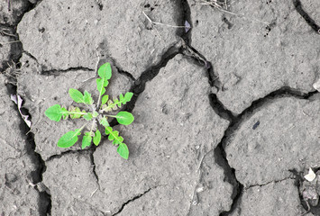 Weed grows in the ground. Dry land texture. 