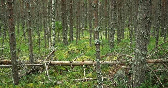 Deadfall Log in a Northern Forest. 4k video