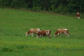 Magurski Park Narodowy, Szlak na Wysokie, Krowy. © M. G. Koperkiewicz