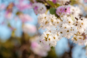 Bang lang flower of Indian subcontinent