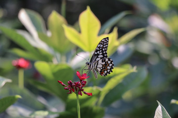 Butterfly and flower in the garden
