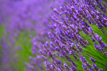 Fototapeta na wymiar Lavender Flowers