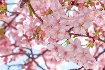 Fototapeta na wymiar 桜の開花イメージ