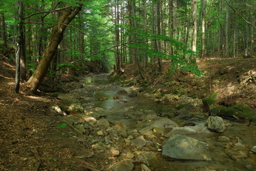 Magurski Park Narodowy, Potok 