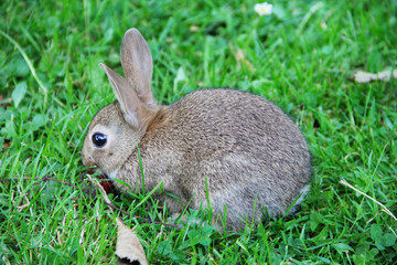 Baby rabbit in grass